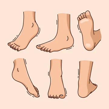 Từ vựng Foot nghĩa là Bàn chân - tienganhdaily.vn