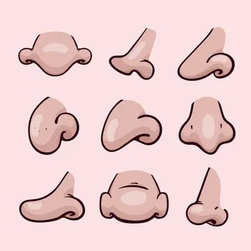 Từ vựng Nose nghĩa là Mũi - tienganhdaily.vn